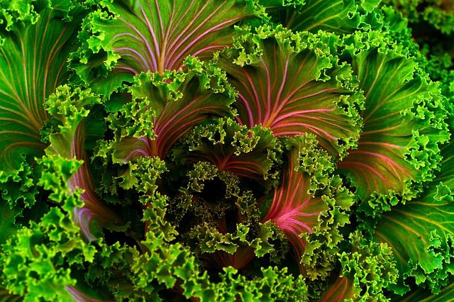 healthy food for oral hygiene