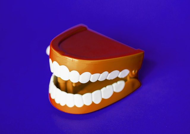model of mouth and teeth