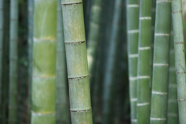 bamboo and dental history