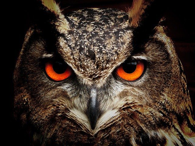 wise owl